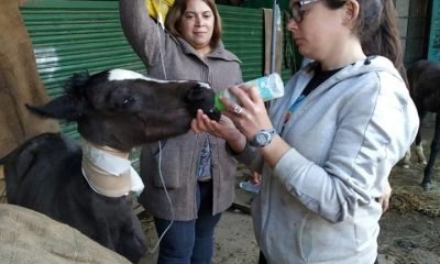 ladrones de caballos