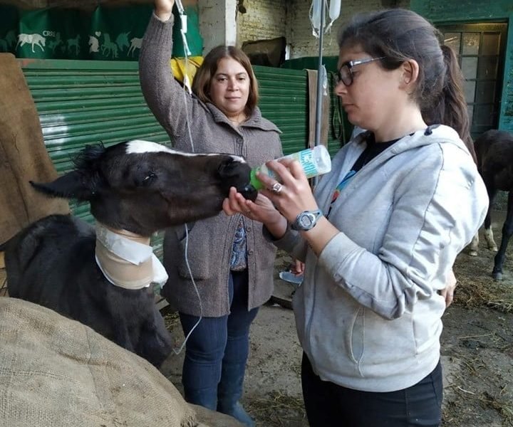 ladrones de caballos